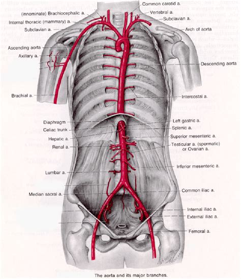 Aorta Aortic Artery Aneurysm Anatomy Location Austin Vascular