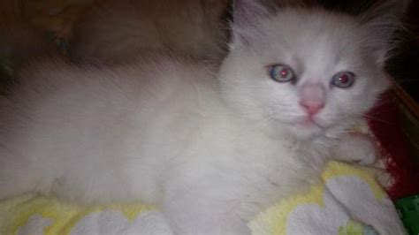Favorite this post jul 26 Beautiful Ragdoll Kittens Purebred TICA Registered Ready ...