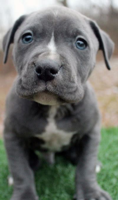 Find out why the blue and red nose color occurs in other pitbull dog breeds. Blue Nose Pitbull Puppies For Sale - Blue Nose Pitbull Breeders - Baby Pitbulls For Sale