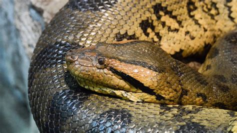 18 Foot Long Anaconda Dies At Saint Louis Zoo