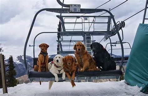 Avalanche Rescue Dogs In Taos New Mexico Rdogswithjobs