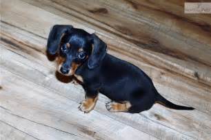 Yep we are located in noble oklahoma, just south of norman. Puppy: Dachshund, Mini puppy for sale near Tulsa, Oklahoma ...