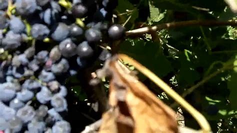 Susan Buller Taking Samples Of Shiraz Grapes Prior To Picking Youtube