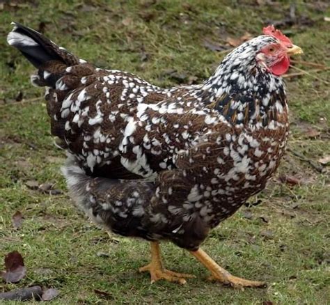 swedish flower hen what to know before buying chickens and more