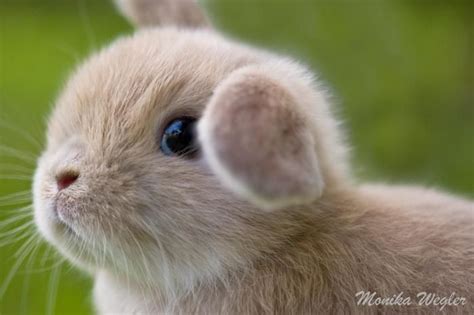 Süße Teddy Widder Baby Kaninchen Vom Züchter Cute Baby Bunnies Cute