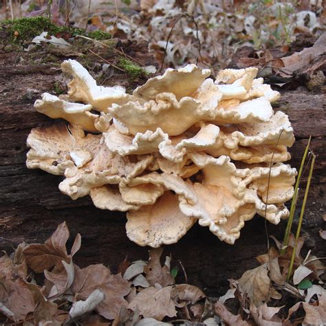 Submitted 7 months ago by darius_keld. A Fungus Among Us Free Stock Photo - Public Domain Pictures