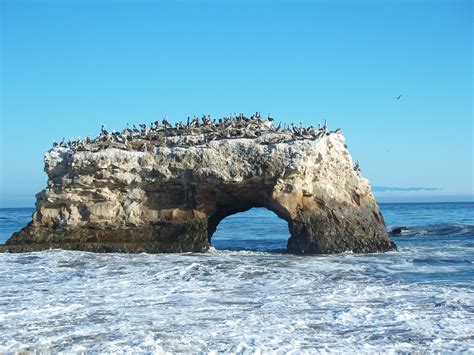 Life West Coast Natural Bridges State Beach Santa Cruz California