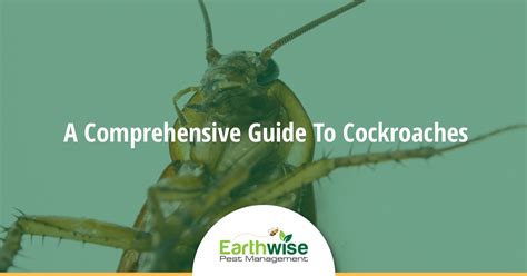 A Comprehensive Guide To Cockroaches Earthwise Pest Management