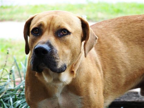 A bbc documentary says they are suffering acute problems because looks are emphasised over health when breeding dogs for shows. Yellow Black Mouth Cur | I was putting mums & pumpkins out ...