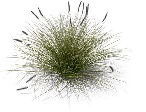Download Product Item Pennisetum Grass Top View Png Png Image With No