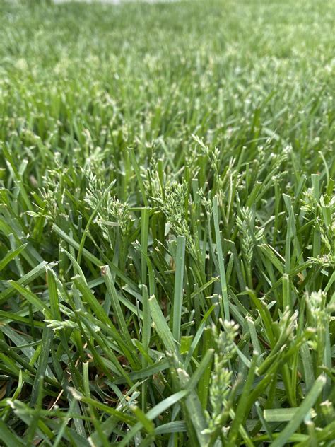 How To Seed A Lawn Discount Clearance Save 58 Jlcatjgobmx