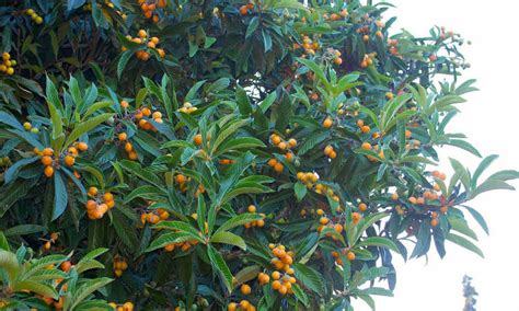 How To Grow A Loquat Tree For Big Harvests Epic Gardening
