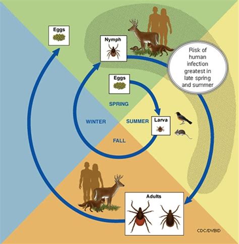 Life Cycle Of Hard Ticks That Spread Disease Ticks Cdc