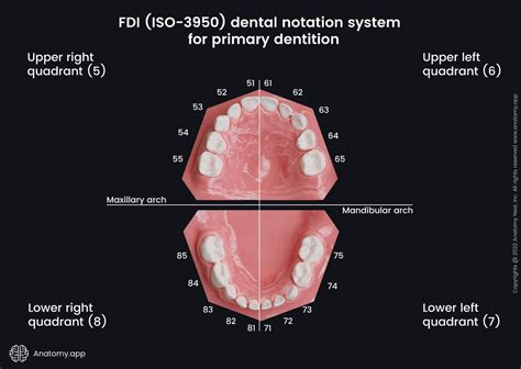 Dental Notation Systems Encyclopedia Anatomyapp Learn Anatomy