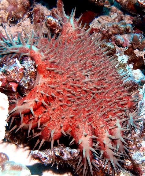 Crown Of Thorns Starfish By Amy Mcdaniel Crown Of Thorns Crown Of
