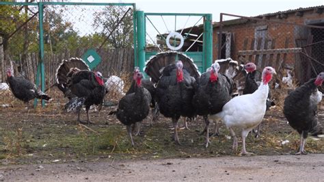 Flock Of Colorful Domestic Turkeys 스톡 동영상 비디오100 로열티 프리 1039165562