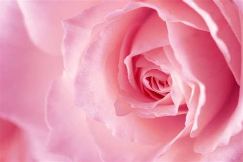 Pink Rose Background Images