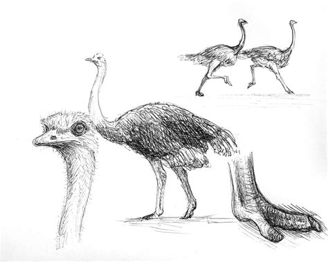 Ostrich Sketches Ballpoint Pen On Paper Marcos Telias Flickr