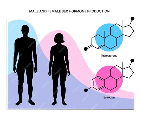 Premium Vector Estrogen And Testosterone Level Color Chart Sex Hormone Production By Age