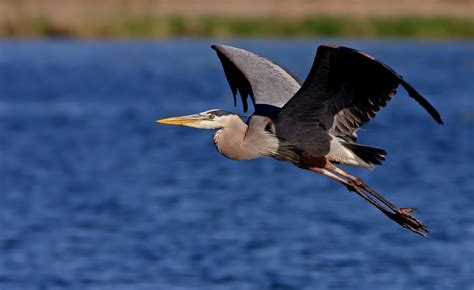 Bird Flight Patterns