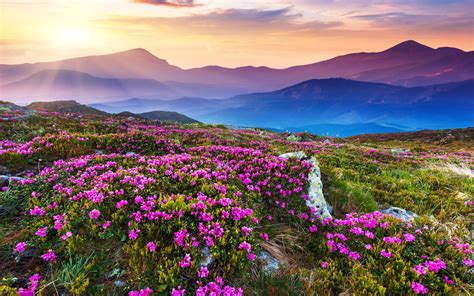 Nature Landscape Beautiful Mountain Flowers And Purple