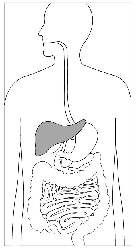 A guide for the nonspecialist. Printable Digestive System Without Labels ~ news word