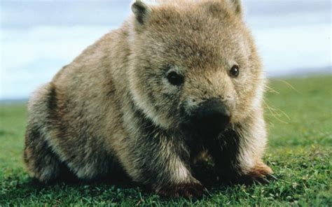 Wombat Wombat Hd Wallpaper Animal Wallpapers Wombat Cute Wombat