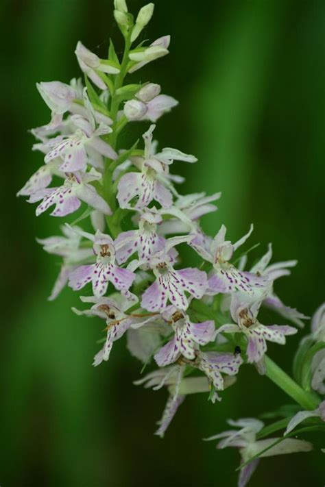 72 Best Rarest Orchids In The World Images On Pinterest Beautiful Flowers Rare Flowers And