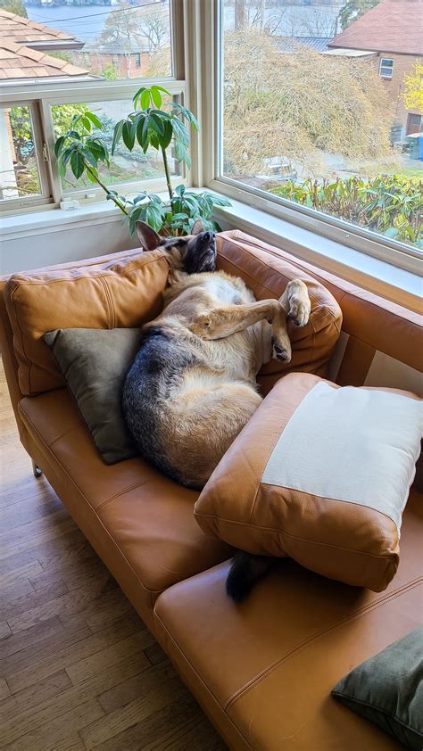 Oc He Has Become One With The Couch Raww