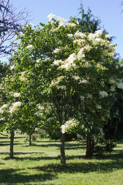 Single Stem Japanese Lilac Tree Halka Nurseries