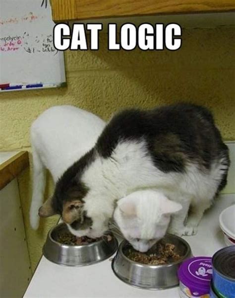 20 Hilarious Photos That Perfectly Explain Cat Logic