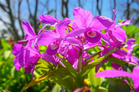 Guaria Morada Orquids Are Costa Ricas National Flower Ma Flickr