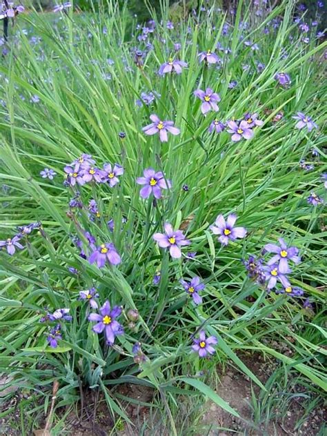 Aug 11, 2008 · this publication focuses on native trees, shrubs and woody vines for georgia. Blue-eyed gras (Sisyrinchium angustifolium) - Florida ...