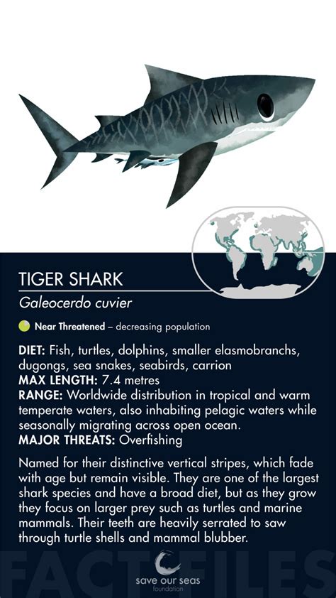 Tiger Shark Save Our Seas Foundation