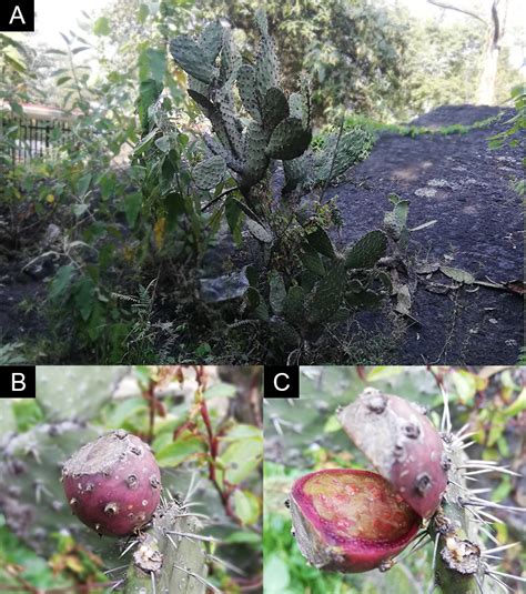It can be used to restore degraded land and in many countries, such as ethiopia, it is the only crop that can be relied on when everything else fails. British Cactus & Succulent Society - Delimiting the genus ...