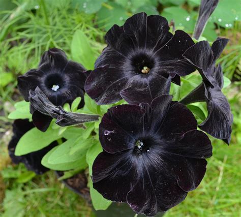 20 Stunning Black Flowers Morticia Addams Would Love Garden And Happy