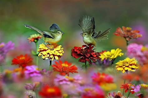 Tiny Birds On Flowers