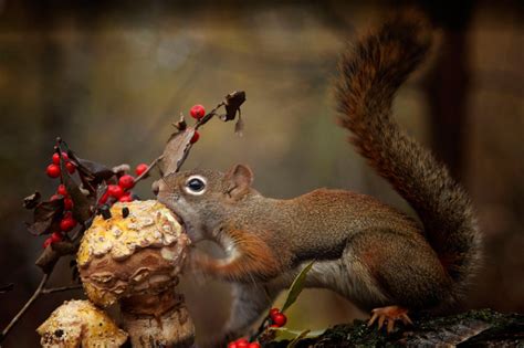 Download Hd Wallpapers Of 196146 Animals Squirrel Mushroom Eating