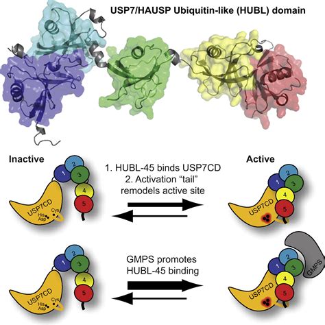 Mechanism Of Usp7hausp Activation By Its C Terminal Ubiquitin Like
