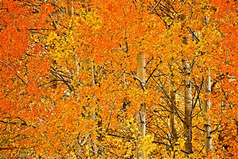 Yellow Orange And Red Aspen Leaves In Autumn Edbookphoto