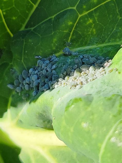 What Is This On My Brussel Sprouts Is It Aphids Rgardening