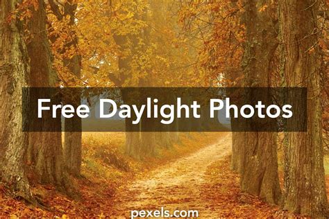 1000 Beautiful Daylight Photos · Pexels · Free Stock Photos