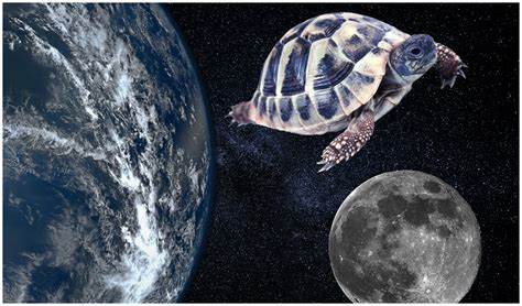 Laika was a female mongrel dog breed from the streets of moscow. Astro-Tortoise: The First Animal to Orbit the Moon