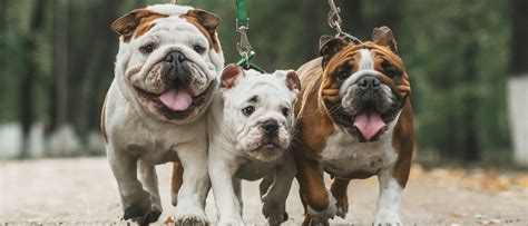 Razas De Perros Arrugados Bekia Mascotas