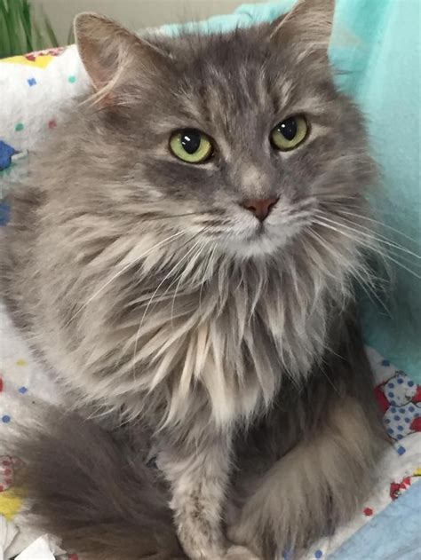 domestic long hair cat grey cats meat