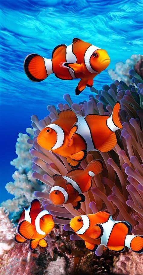 Colorful Clownfish Fish Clownfish Oceans Underwater Animals Hd