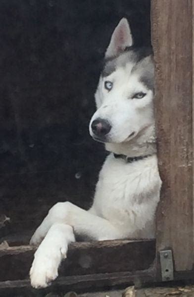 Use the search tool below and browse adoptable there are animal shelters and rescues that focus specifically on finding great homes for husky puppies. Adorable Purebred Siberian Husky Puppies | Bloemfontein Dogs & Puppies | Public Ads