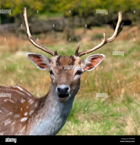 Fallow Deer At Dunham Massey An Nt National Trust Property Near