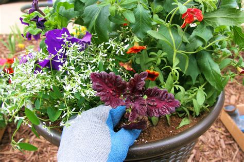 Planting And Designing Mixed Flower Pots Tips And Tricks