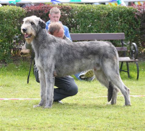 Irish Wolfhound Best Big Dog Breeds Best Big Dogs Huge Dogs Irish